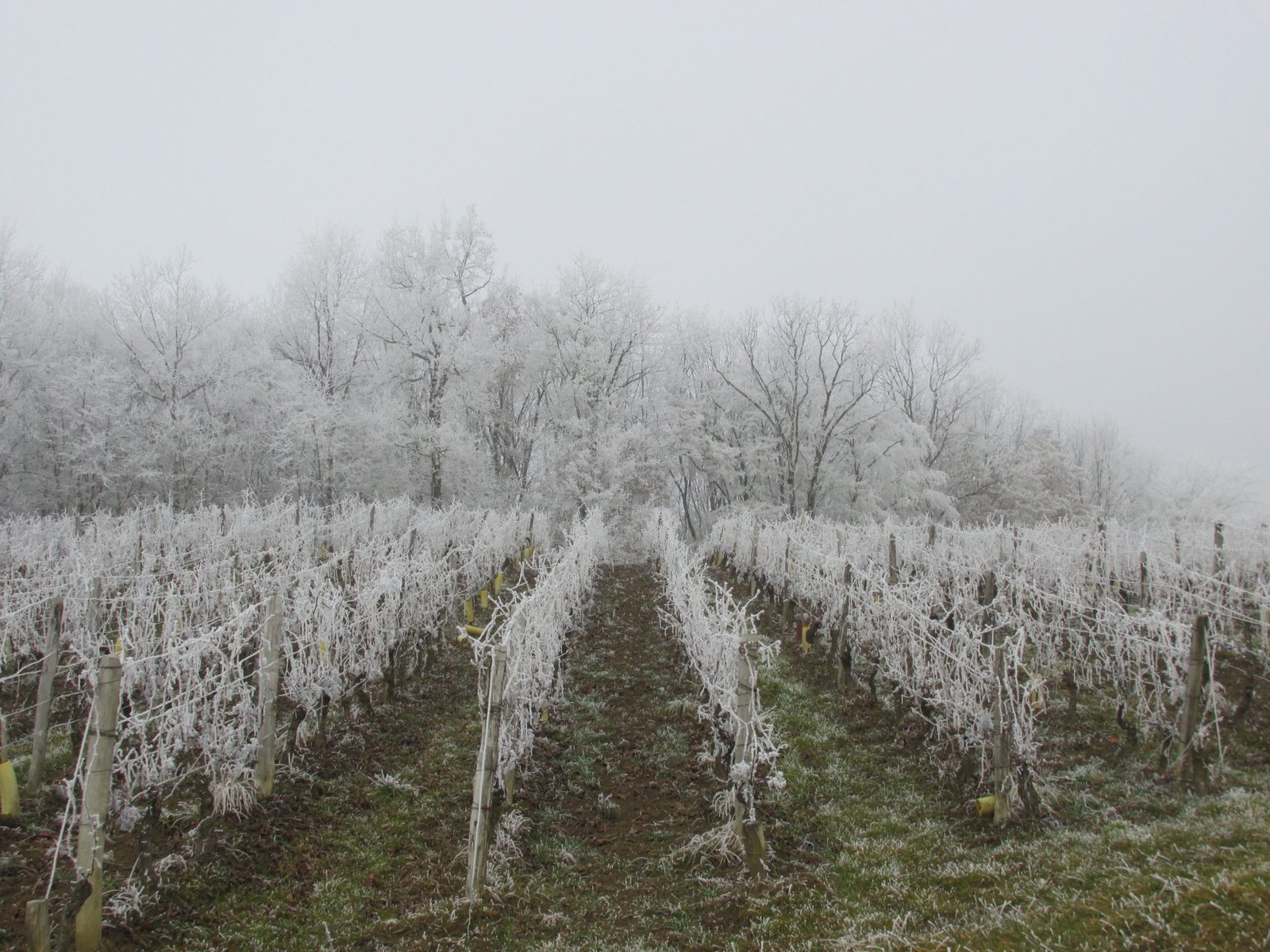 vignes hiver ménétru